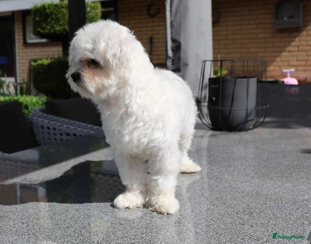 Maltezer honden ter dekking: Maltezer dek reu - Advertentie 2