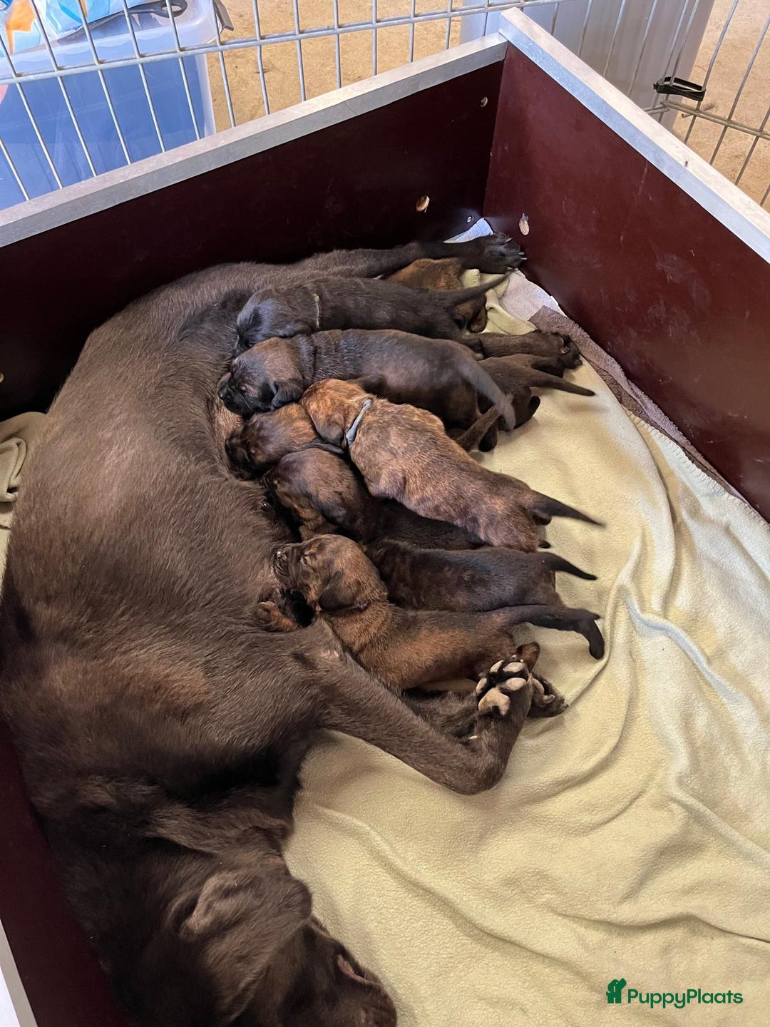 Labrador Retriever honden te koop: Knappe labrador x beierse bergzweethond mix - Afbeelding 16