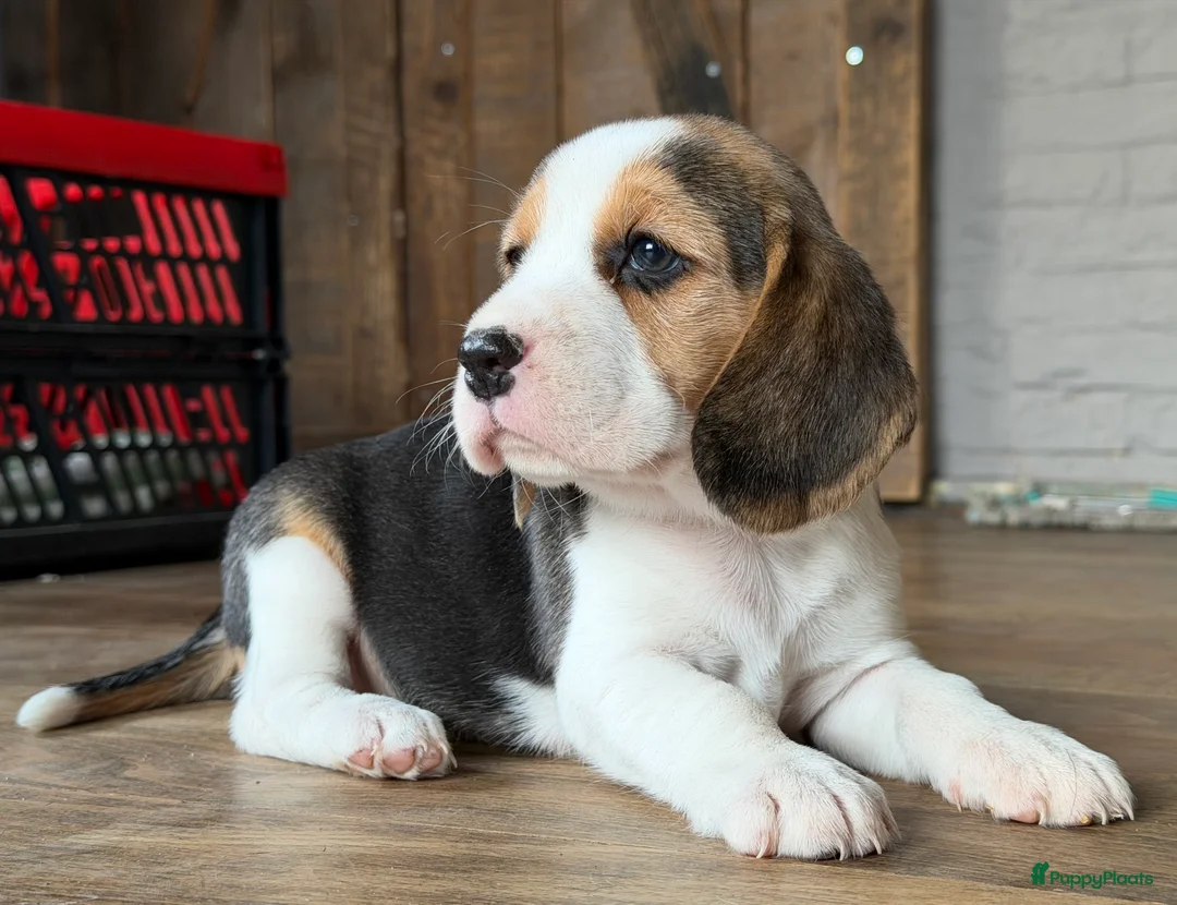 Beagle honden te koop: Beagle pups met FCI uitgebreid getest!! - Advertentie 2