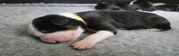Border Collie honden te koop: Border collie pups - Advertentie 4