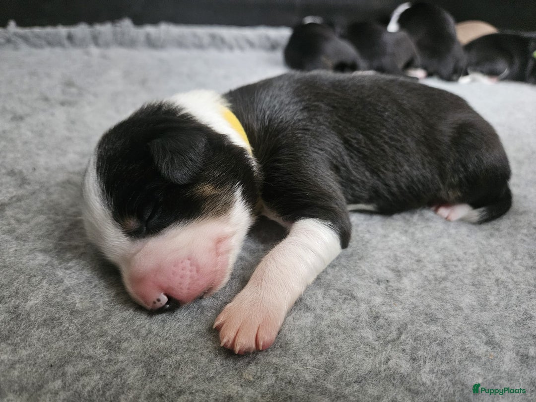 Border Collie honden te koop: Border collie pups - Advertentie 4