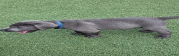 Labrador Retriever honden te koop: Charcoal labrador  retriever in Esch - Advertentie 19