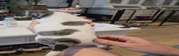 Jack Russel Terriër honden te koop: Nog 3 prachtige reutjes te koop - Advertentie 5