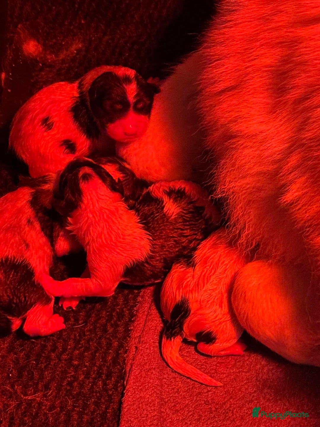 Thai Bangkaew Dog honden te koop: Thai Bangkaew Puppies - Advertentie 2