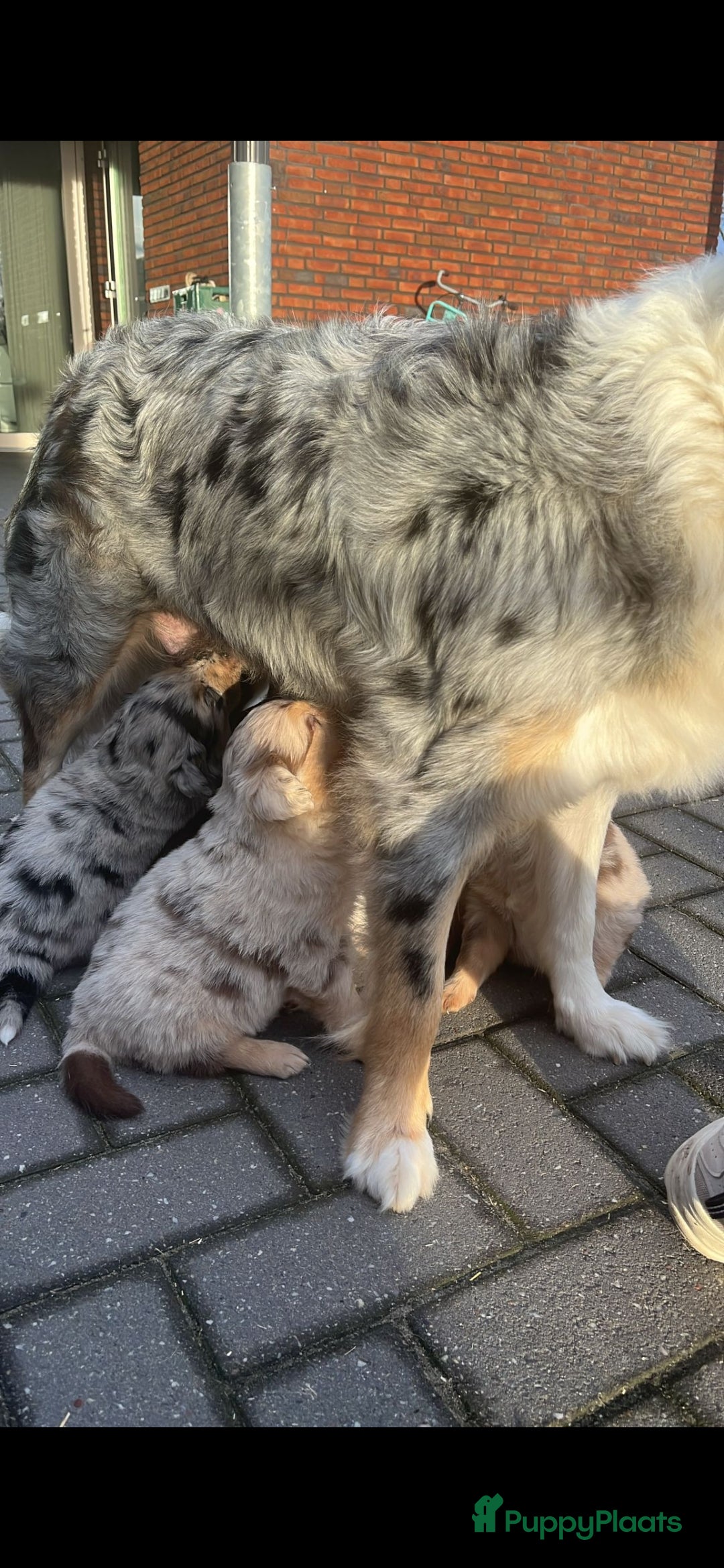 Australian Shepherd honden te koop: Mooie australian sherperd pups. - Advertentie 8