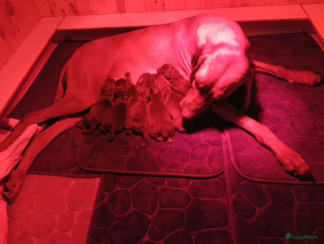 Galerij afbeelding {{count}}