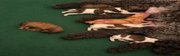 Maltipoo honden te koop: Maltipoo , kleine pups prachtige kleuren  - Advertentie 2