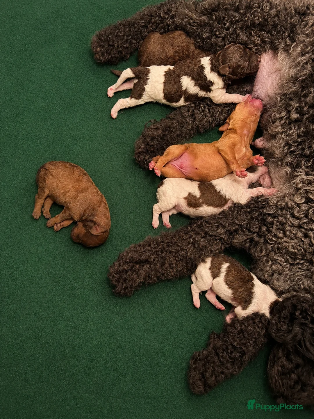 Maltipoo honden te koop: Maltipoo , kleine pups prachtige kleuren  - Advertentie 2