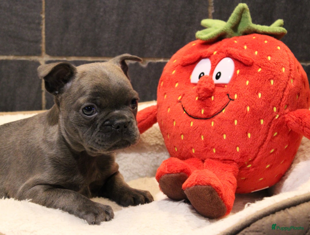 Franse Bulldog honden te koop: Franse Bulldog pups - Advertentie 32