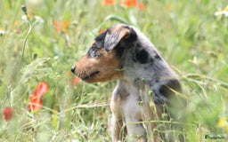Australian Shepherd honden te koop: Kruising Aussi pups  - Afbeelding 5