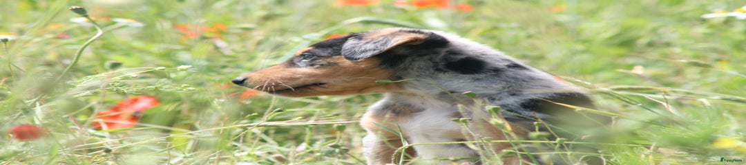 Australian Shepherd Puppy 3