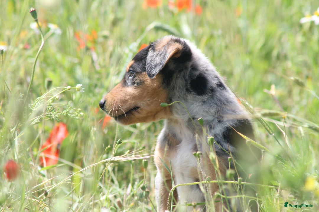 Australian Shepherd honden te koop: Kruising Aussi pups  - Afbeelding 5