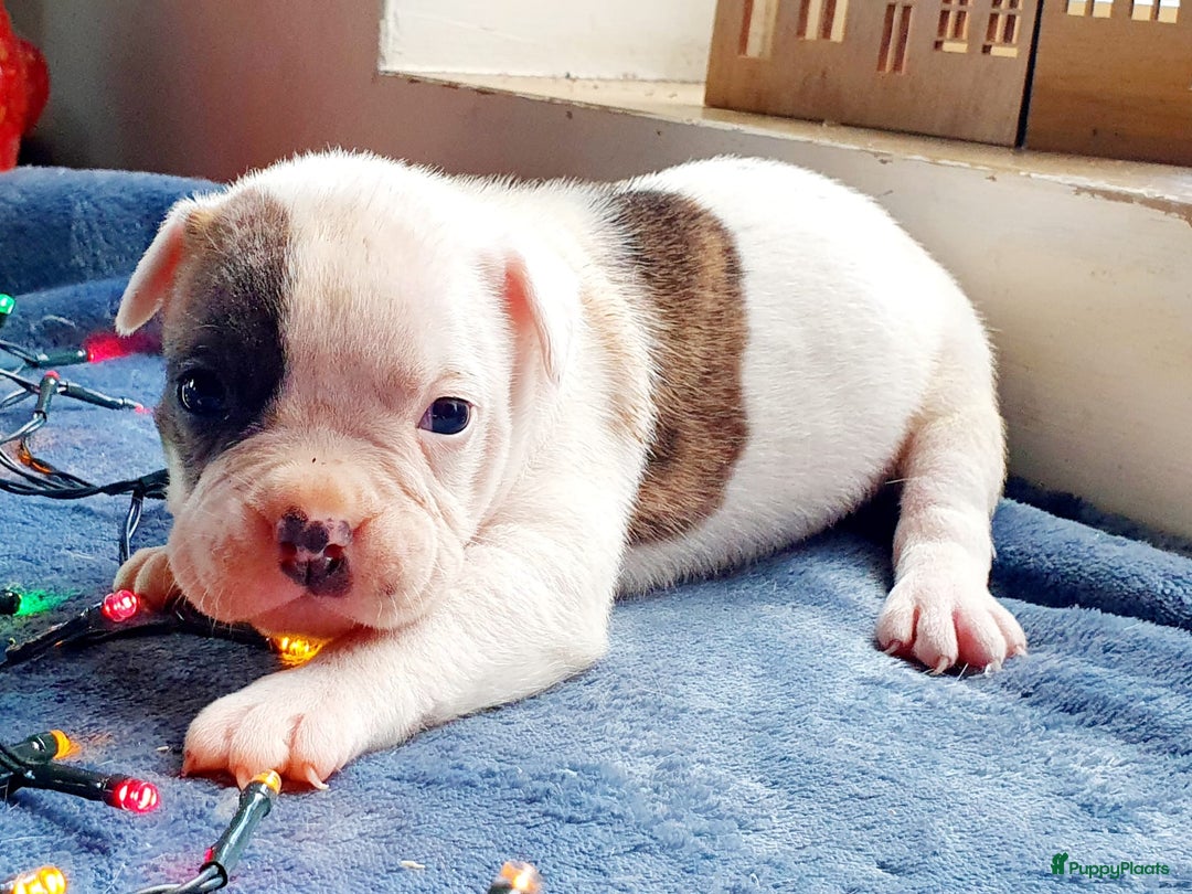 Amerikaanse Bulldog honden te koop: Prachtige Amerikaanse bulldog pups met stamboom - Advertentie 3