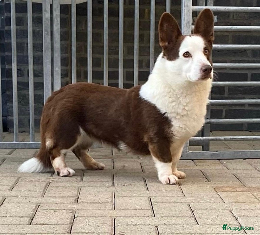 Welsh Corgi Cardigan honden te koop: Welsh Corgi Cardigan puppy’s  - Advertentie 10