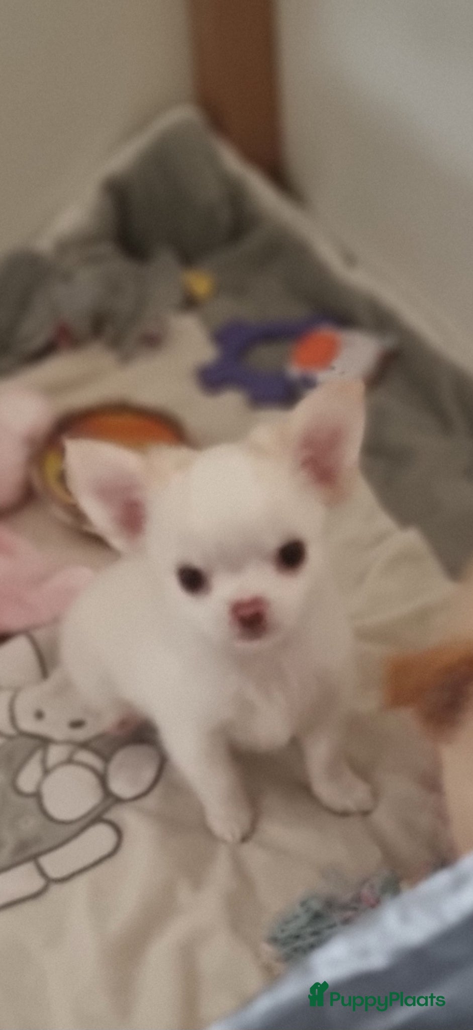 Chihuahua honden Mini langharig chihuahua reutje beschikbaar - Advertentie 2