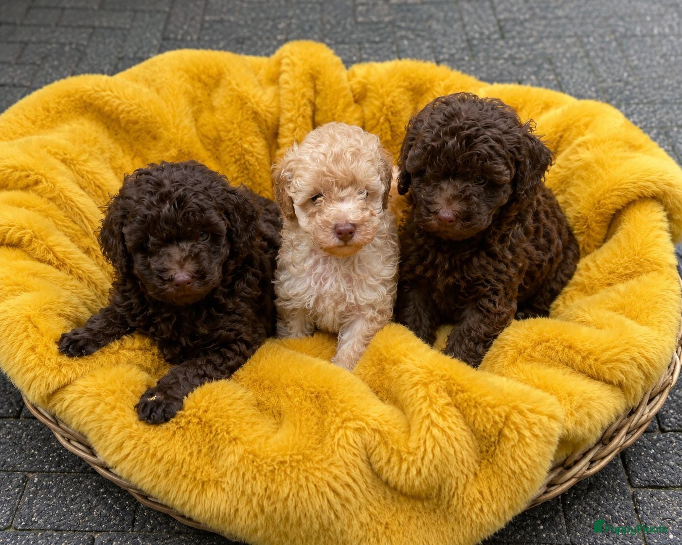 Poedel Toy honden te koop: Toy poedel  - Advertentie 2