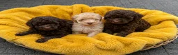 Poedel Toy honden te koop: Toy poedel  - Advertentie 1