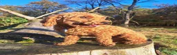 Poedel Toy honden te koop: Prachtige toypoedel pups  - Advertentie 5