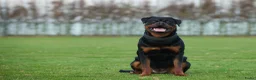 Rottweiler honden te koop: Nog 5 Rottweiler pups uit de volgende combinatie: - Advertentie 17