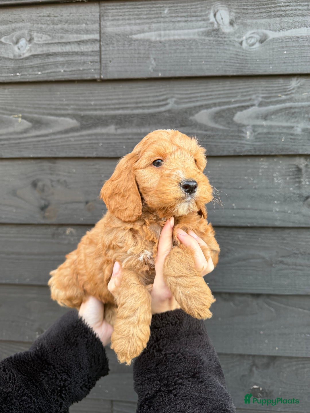 Cockapoo honden te koop: Prachtige Cockapoo pups beschikbaar! - Advertentie 9