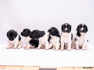 Friese Stabij honden Friese stabij pups - Advertentie 5