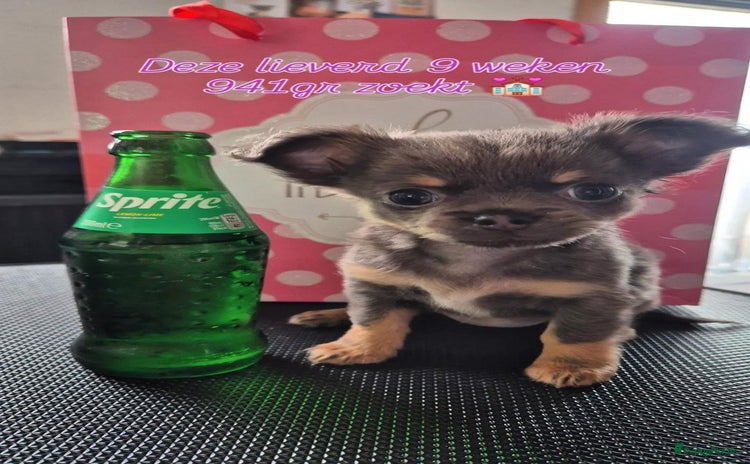 Chihuahua honden - Advertentie 4