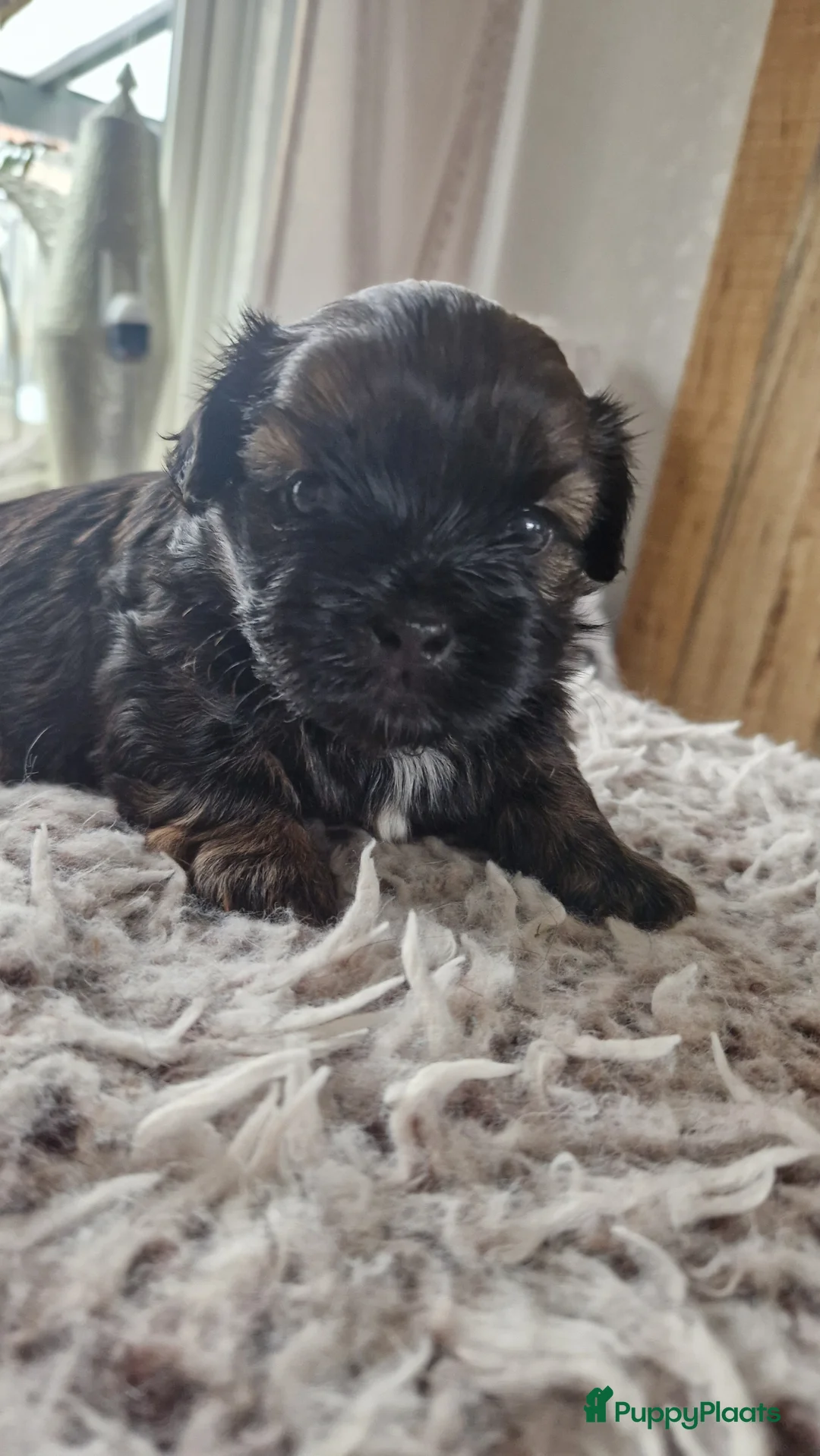 Shih Tzu honden te koop: Mooie shih tzu pups - Advertentie 19