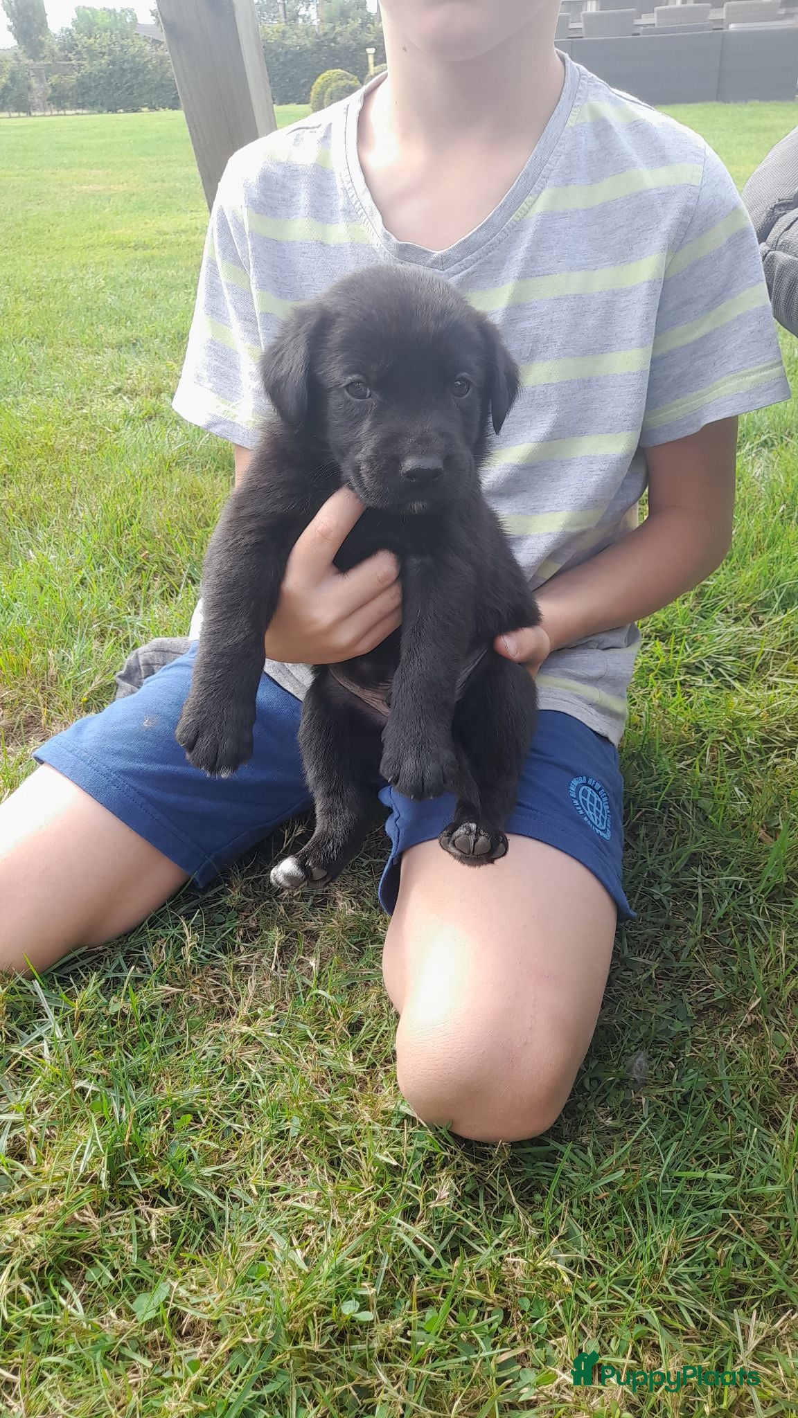 Kruising honden labrador x bordercollie pups - Advertentie 2