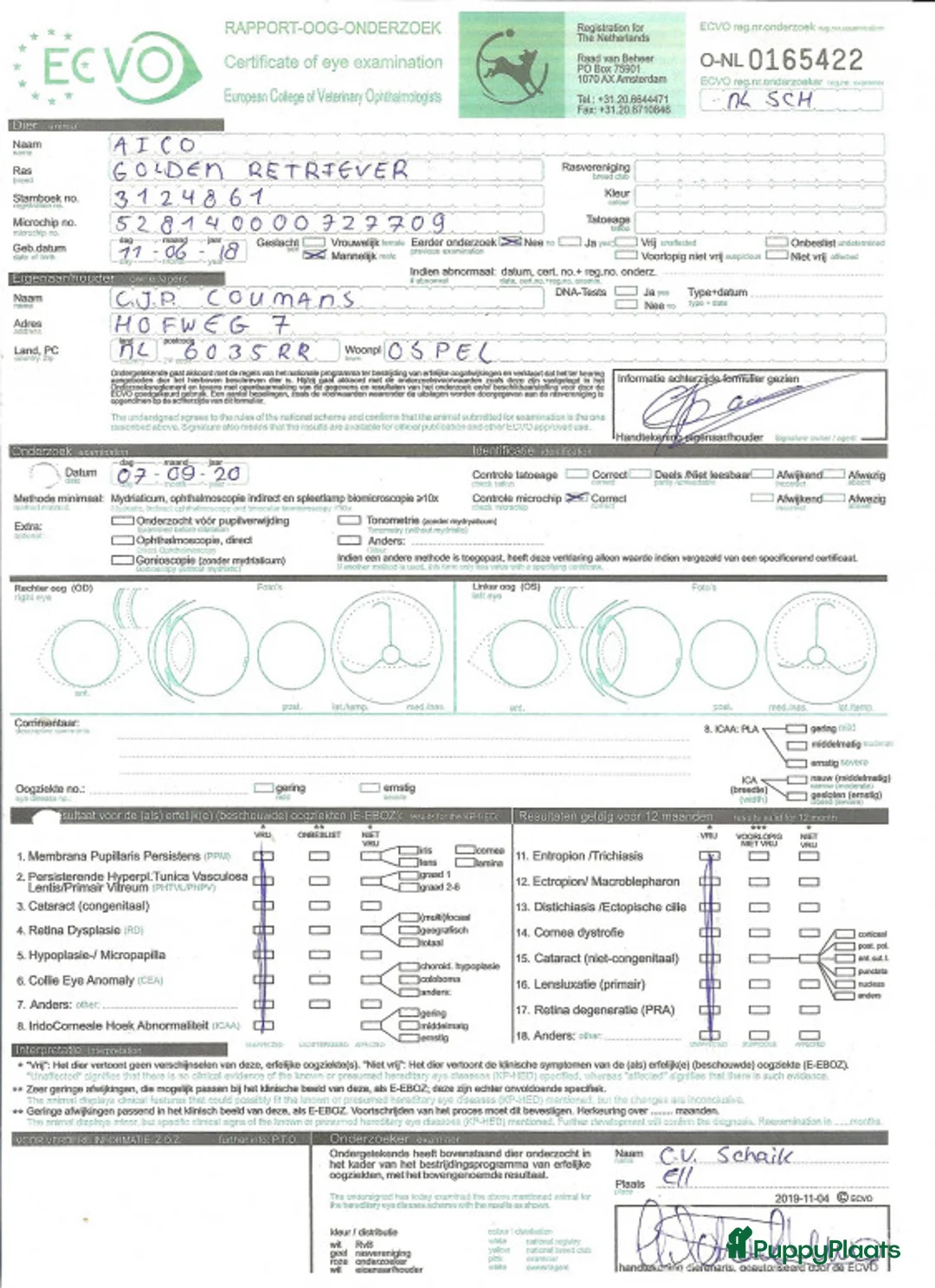 Golden Retriever honden ter dekking: Staat ter dekking Golden retriever dekreu in Ospel - Advertentie 7