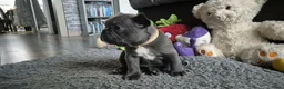 Franse Bulldog honden te koop:  Prachtige Blauwe Bulldog puppy’s thuisnestje - Advertentie 21