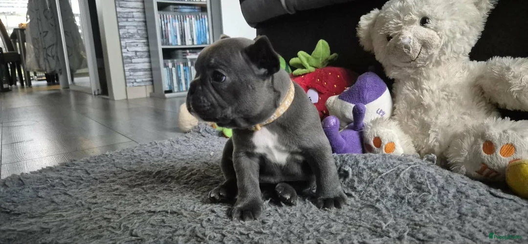 Franse Bulldog honden te koop:  Prachtige Blauwe Bulldog puppy’s thuisnestje - Advertentie 21