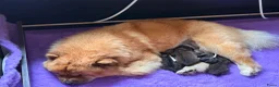 Chow Chow honden te koop: 🐾 Prachtige Chow Chow pups geboren 🐾 - Advertentie 2