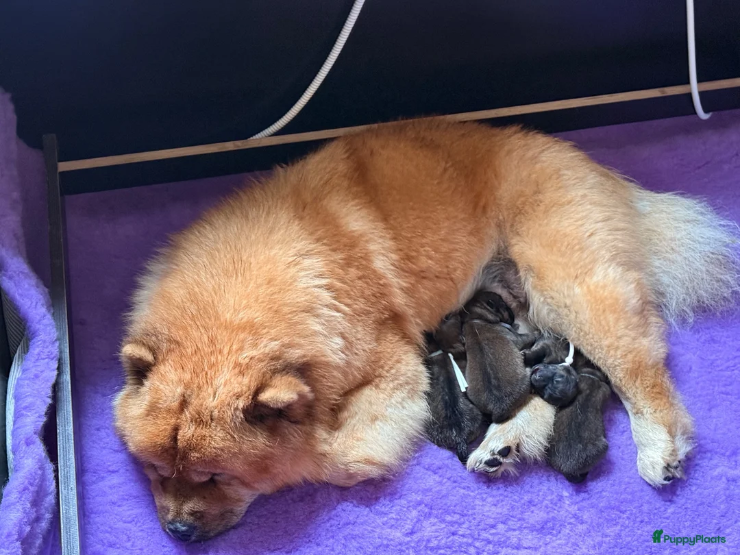 Chow Chow honden te koop: 🐾 Prachtige Chow Chow pups geboren 🐾 - Advertentie 2