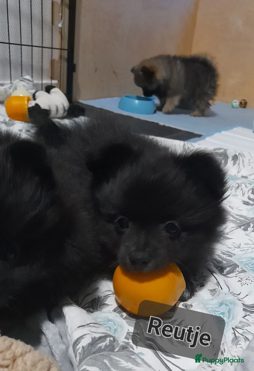 Pomeriaan honden te koop: Pomeriaan  - Advertentie 2