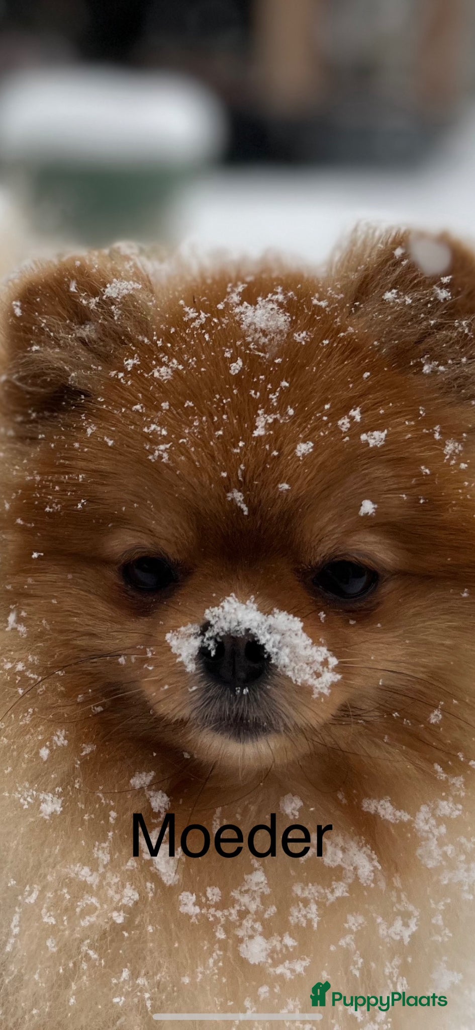 Pomeriaan honden Pomeriaan pupjes (keeshond) 2 gereserveerd - Advertentie 1