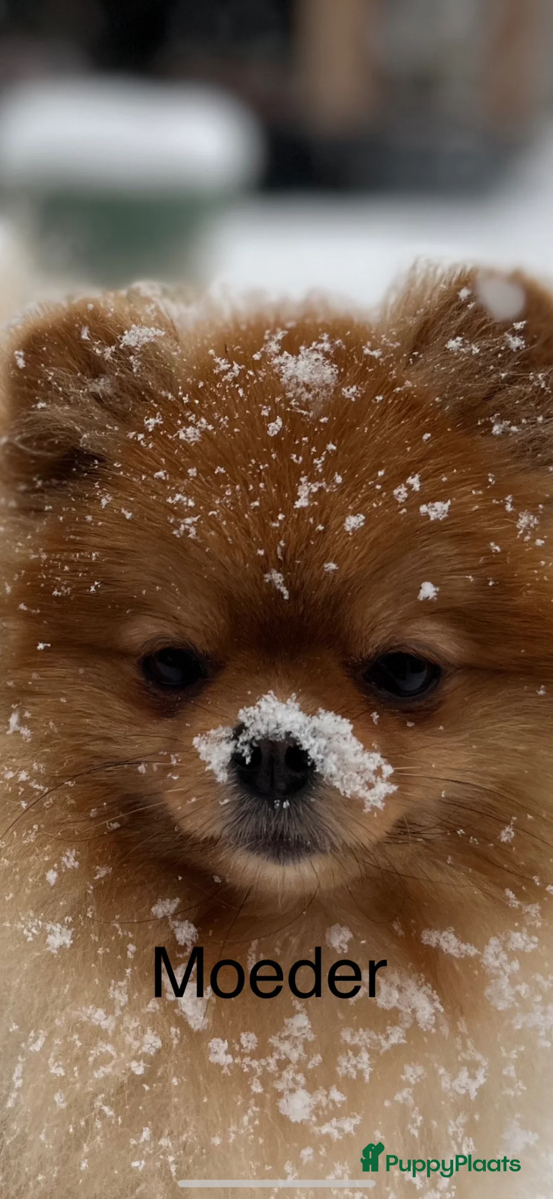 Pomeriaan honden te koop: Pomeriaan pupjes (keeshond) 2 gereserveerd - Advertentie 1