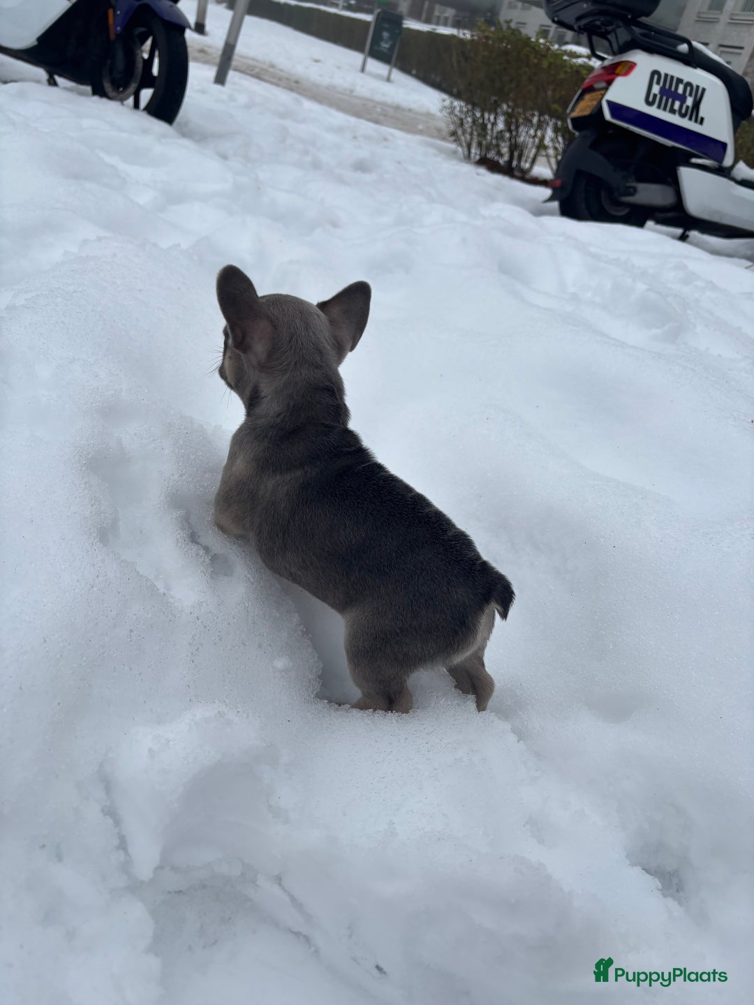 Franse Bulldog honden te koop: Franse Bulldog pups - Advertentie 11