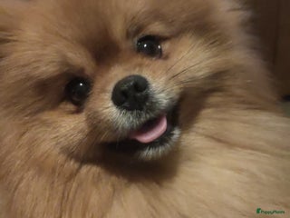 Kruising honden Pomeranian dekreu in Harderwijk - Advertentie 9