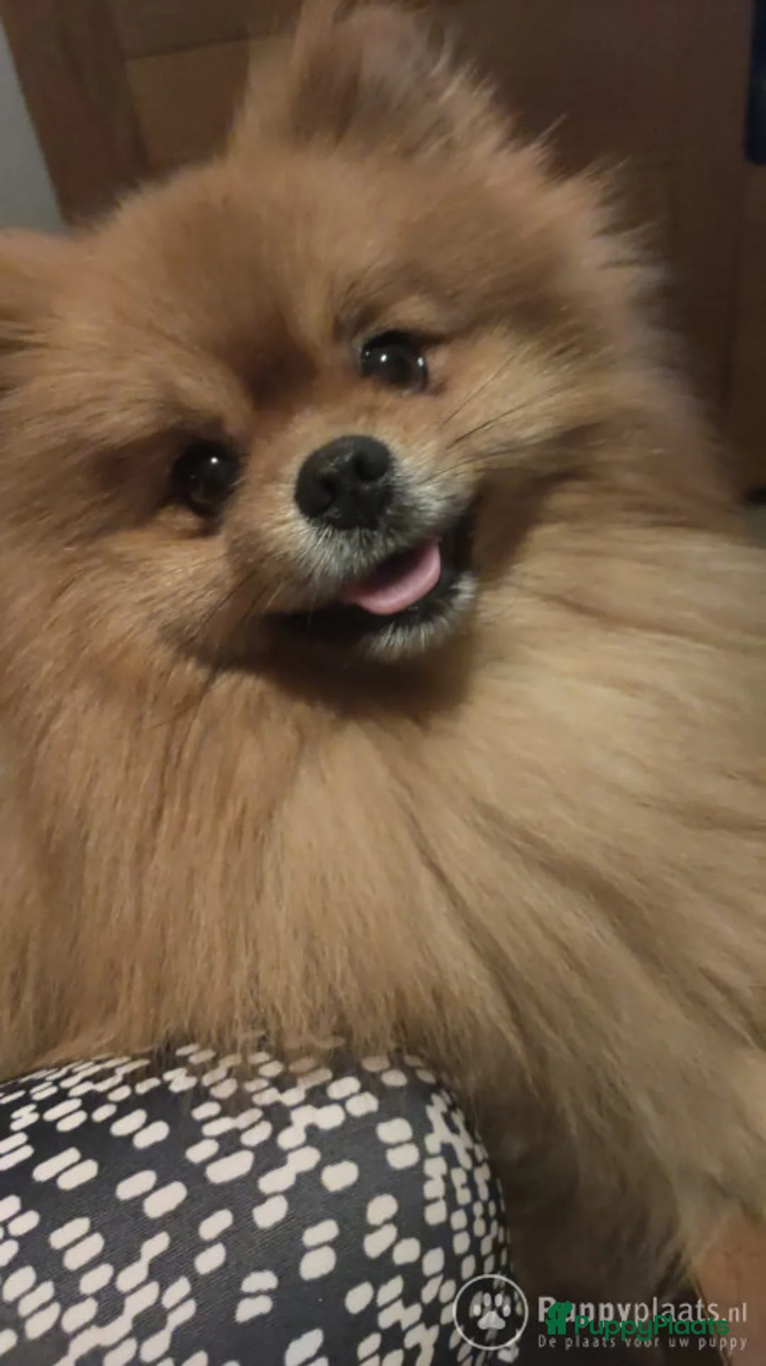 Kruising honden ter dekking: Pomeranian dekreu in Harderwijk - Advertentie 1