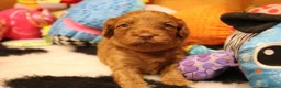 Australian Labradoodle honden te koop: 1 teefje en 3 reutjes Australian labradoodle pups - Advertentie 19