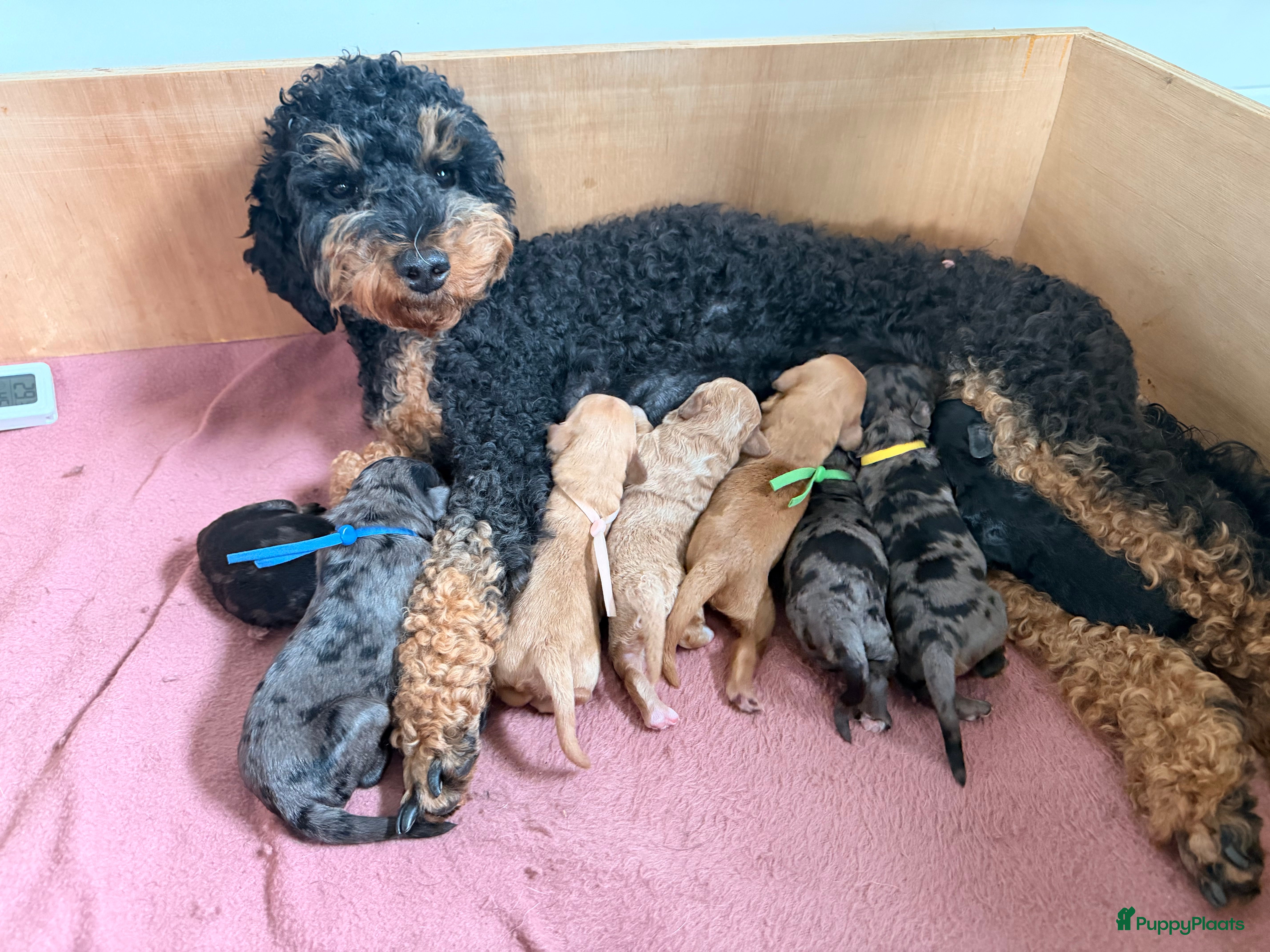 Australian Labradoodle honden Sproodle pups F1BB multigen  - Advertentie 3