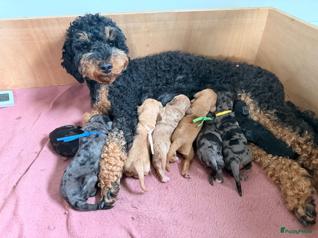 Australian Labradoodle honden te koop: Sproodle pups F1BB multigen  - Advertentie 1