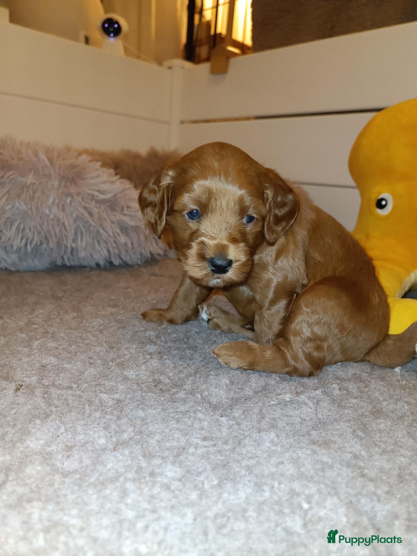 Labradoodle honden Mini Labradoodle pups - Advertentie 2