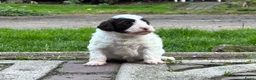 Labradoodle honden te koop: Nog 4 Mini Labradoodle pups beschikbaar.  - Advertentie 34