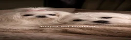 Maltezer honden ter dekking: Mini malzeter  - Advertentie 7