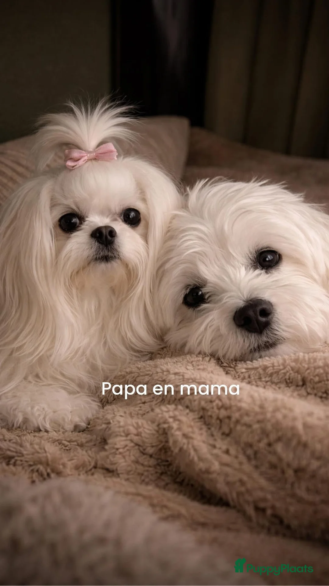 Maltezer honden ter dekking: Mini malzeter  - Advertentie 7