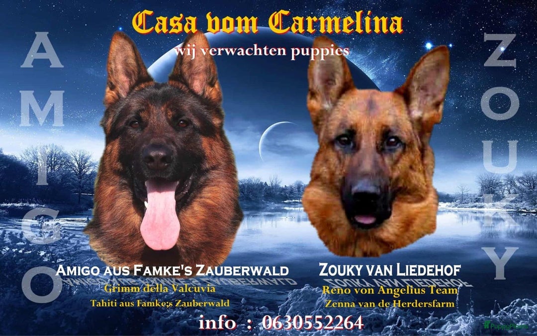 Duitse Herder honden te koop: Stamboom Duitseherder pups  HD en ED  vrij - Advertentie 9