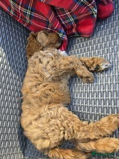 Labradoodle honden Labradoodle pup ABRICOT - Advertentie 3