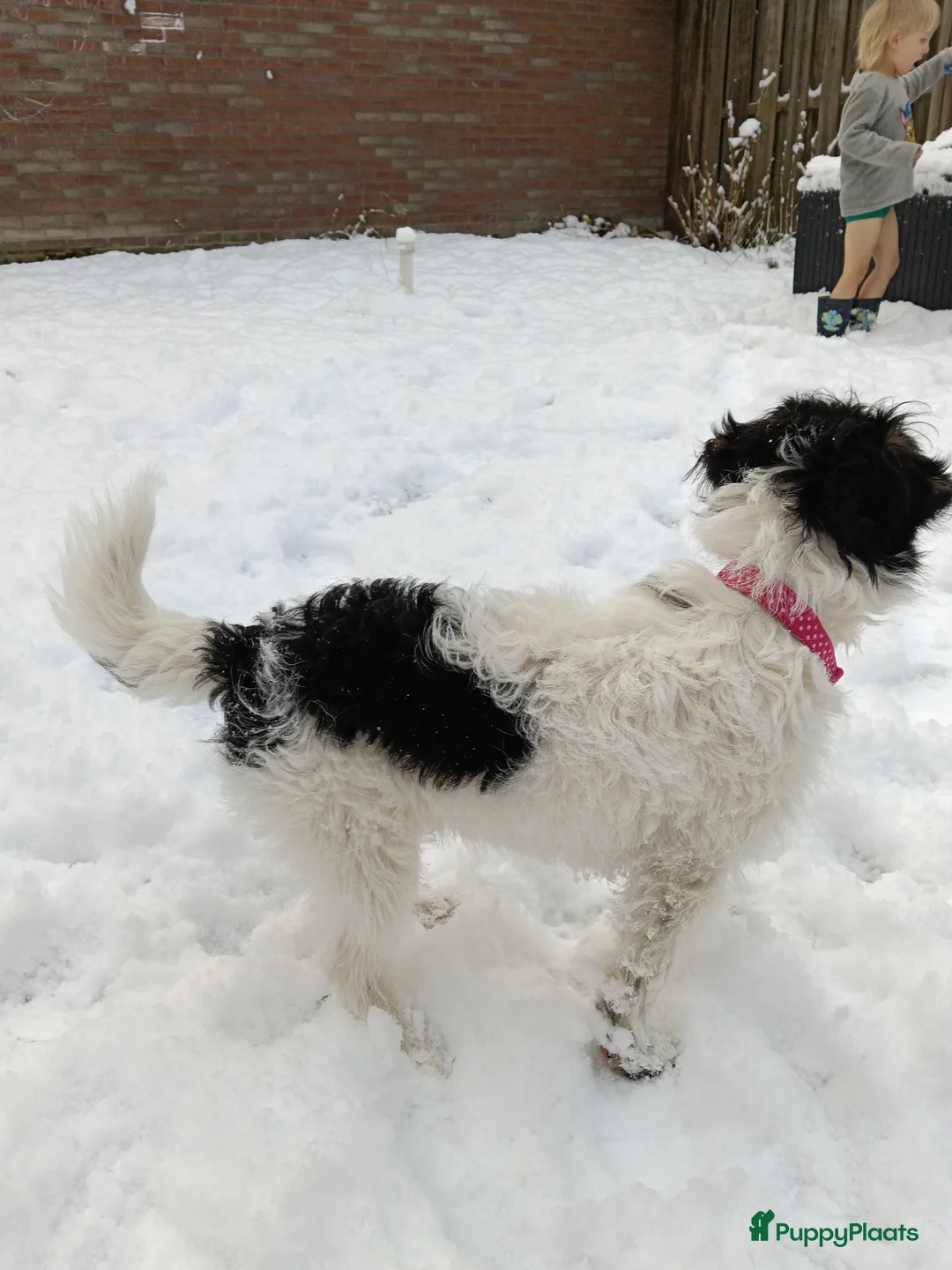 Kruising honden te koop: Maltipoo pup - Advertentie 4