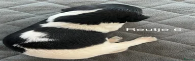 Friese Stabij Puppy 6